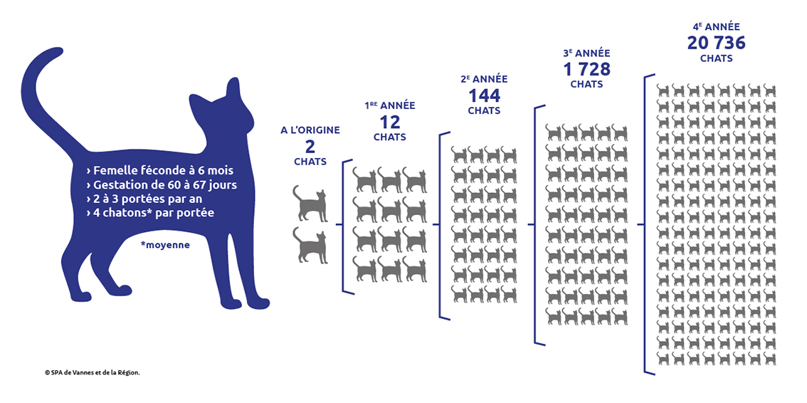 La Sterilisation Des Chats Un Acte De Protection Beaufort En Anjou
